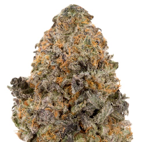 Gelato (Hybrid)