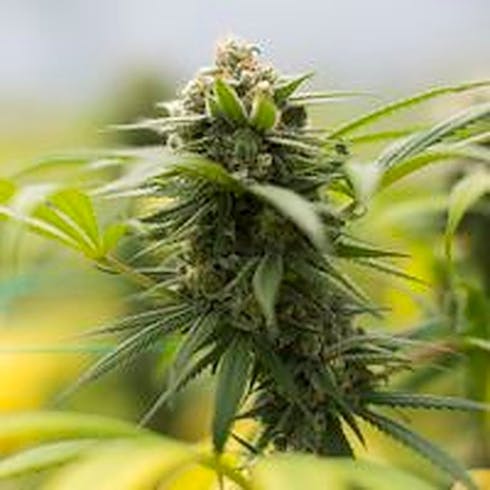 Sherbert