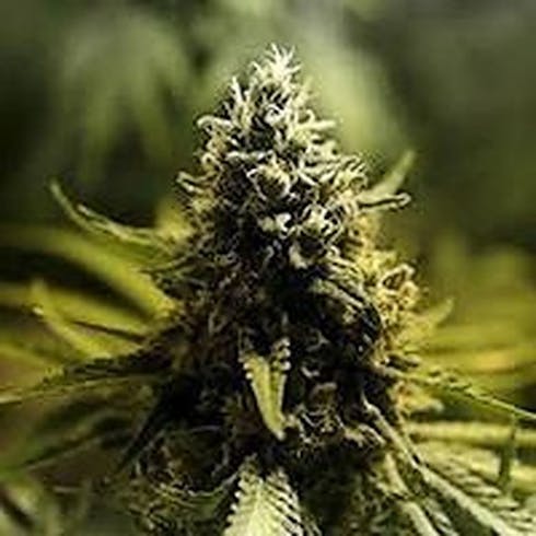 Kush Hemp