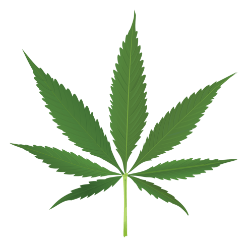 Peyote Critical