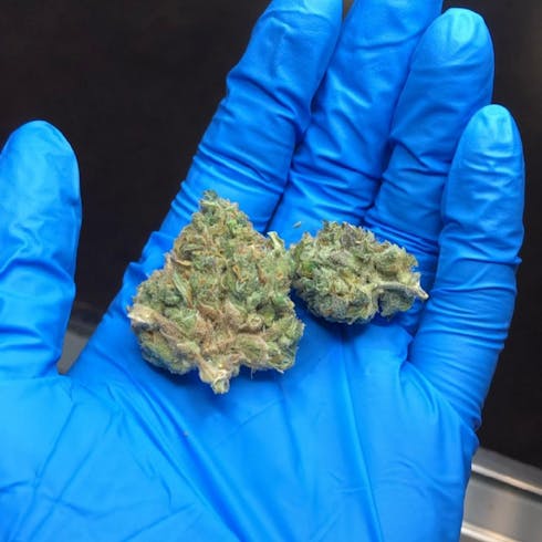 gorilla zkittlez