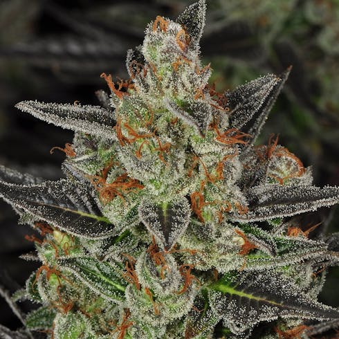 Kush Cake (Pintail Gardens)