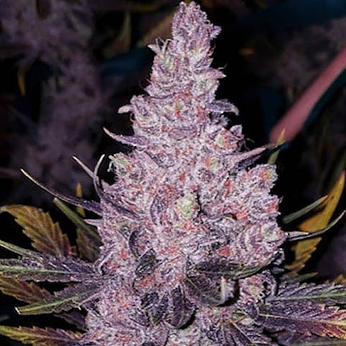 Member OG (Indica)
