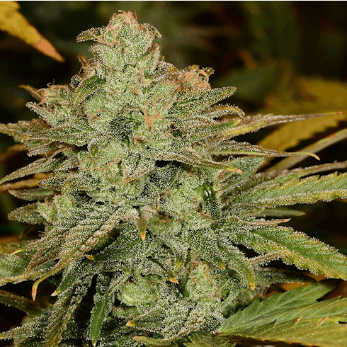 MAC and Cheese #7 (50/50 Hybrid)