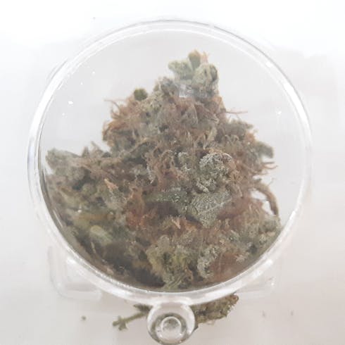 Tangerine Haze