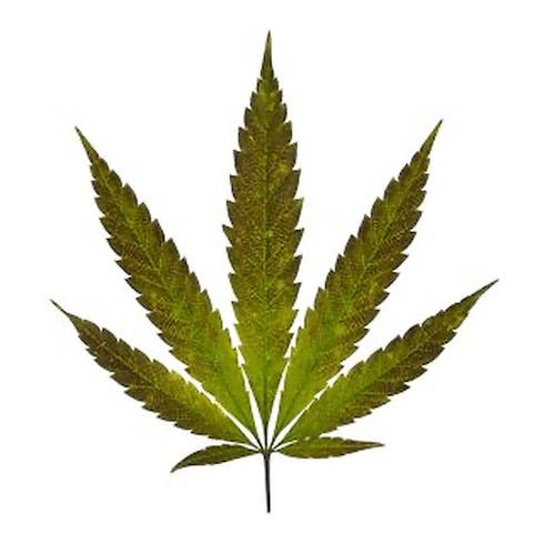 Watermelon Zkittlez (I) / THC: 28.09% - Epic Flower