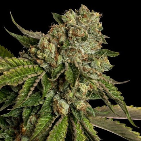 House Exotics: Legend OG (Hybrid)