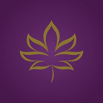 DC Holistic Wellness