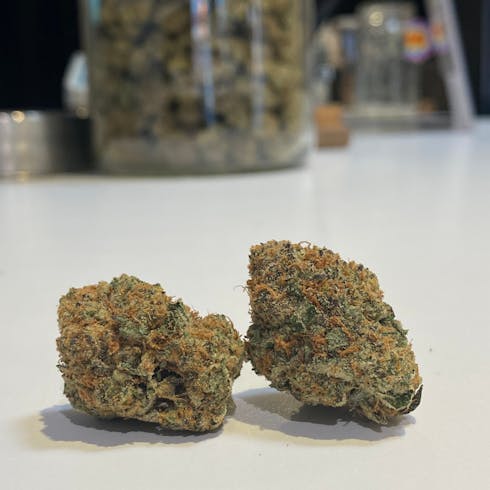 Disco Biscuits by Meraki Gardens