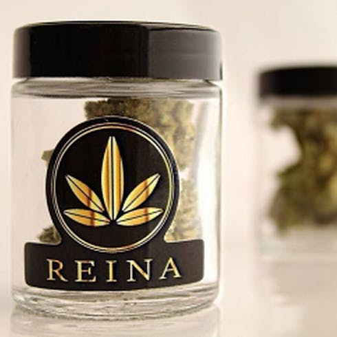 Gorilla Glue #4 by Reina