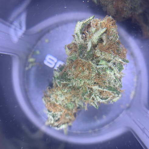 NORTHERN LIGHTS