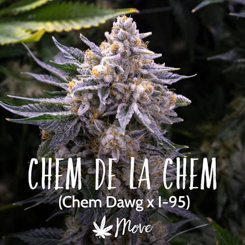 Chem De La Chem (Medical)