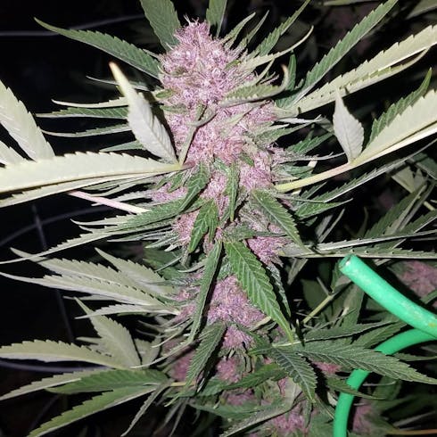 Rick's Pupil #10 (70/30 Indica)