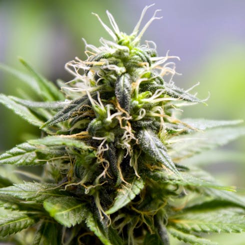 REC Golden Lemons (Herbal Dynamics)