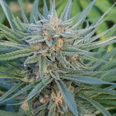 Blue Dream (Ananda Farms)