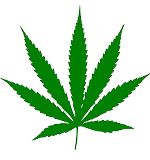 Baccara - THC: 21.84%