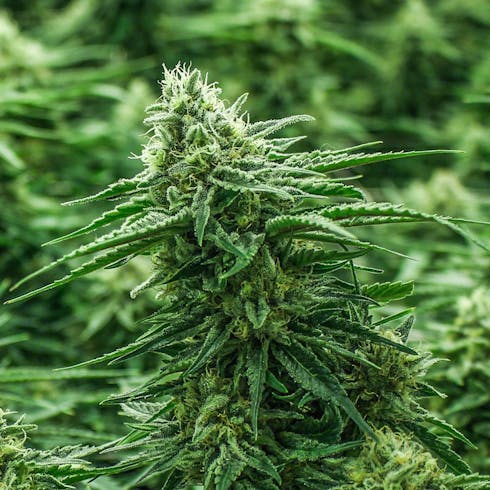 Gold - Critical Mass 1/2