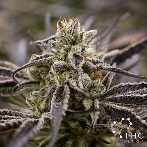 Purple Punch by THC Design