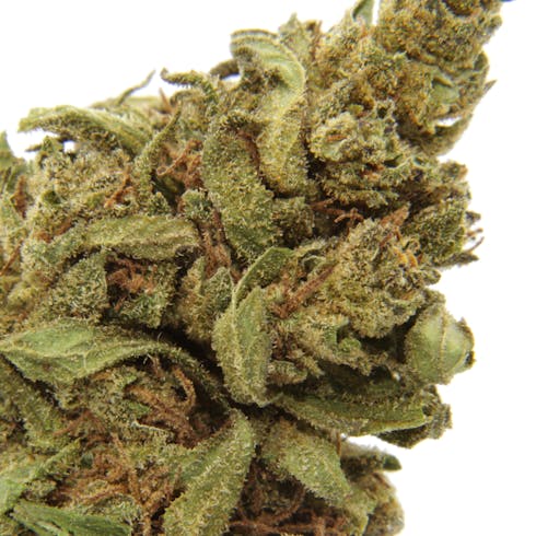 SAGHALIE TUPSO HEMP | HERBAN TRIBE