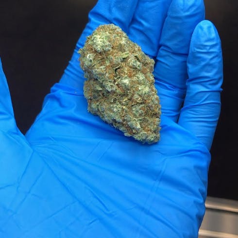 White Widow