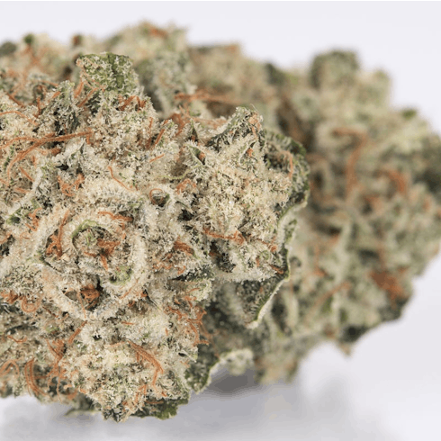 Meraki's GG#4 Buds