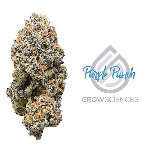 Purple Punch (GS)- Prepackaged Half Ounce