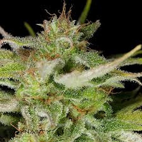 Blue Coffin (Indoor)
