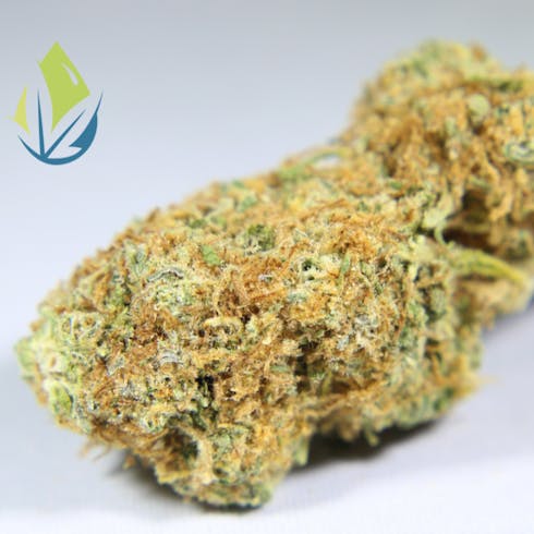 Big Bud