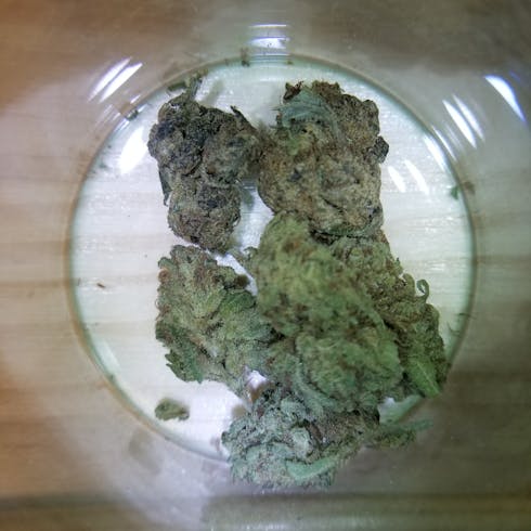 PEYOTE GORILLA