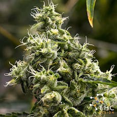 Lemon Meringue | 1g Flower