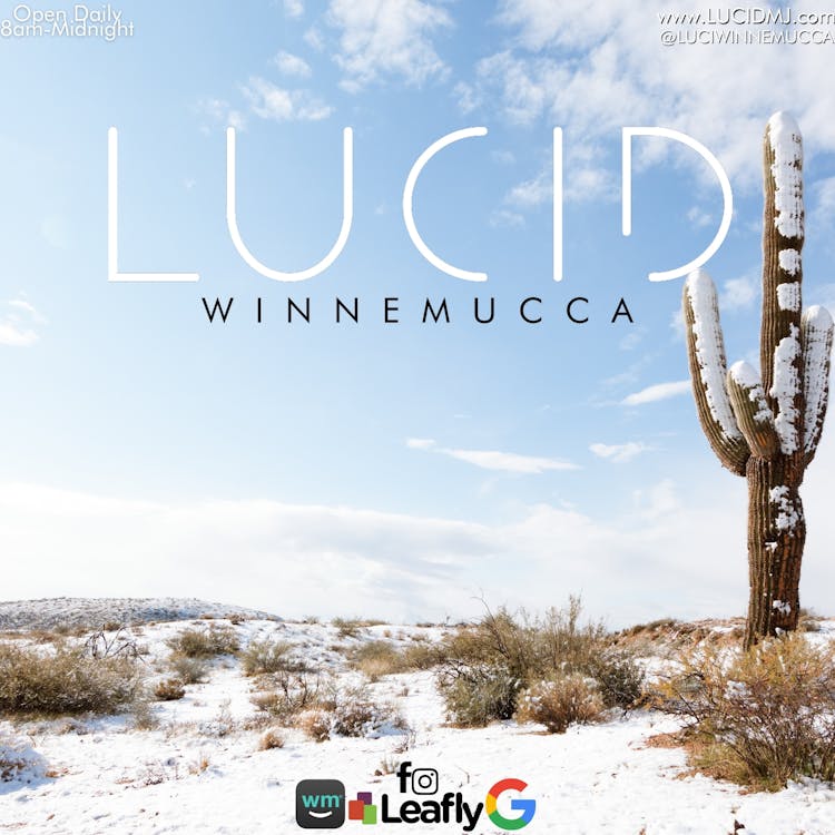 Lucid Winnemucca