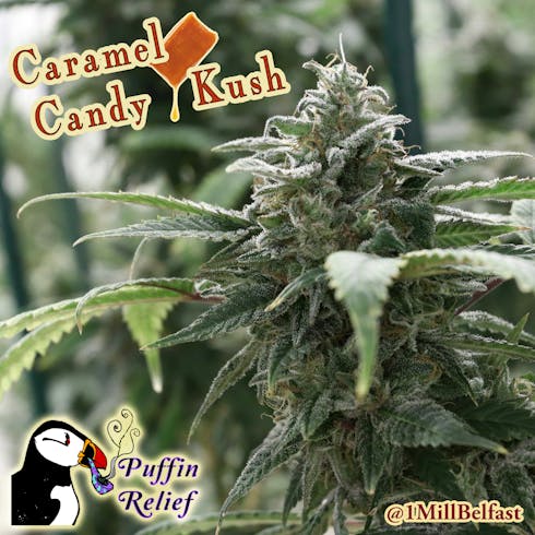 Caramel Candy Kush