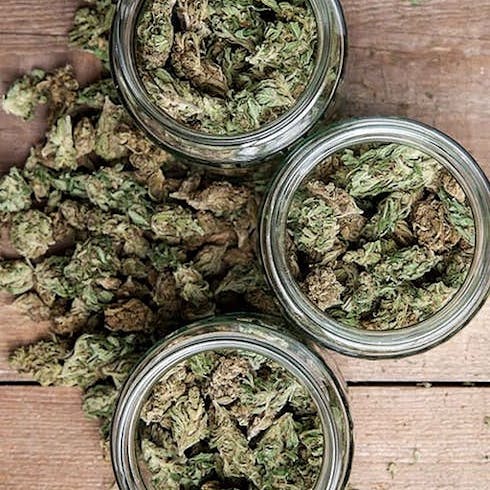 Baby Buds Ounce- UGD Premium Jacob's Breath