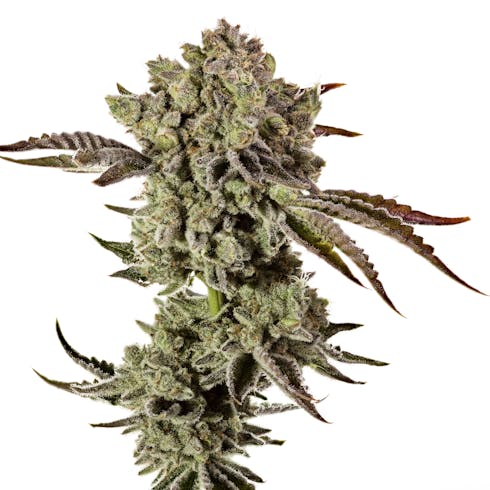 Animal Mints BX1 (70/30 Indica) (1/8 OZ Only)