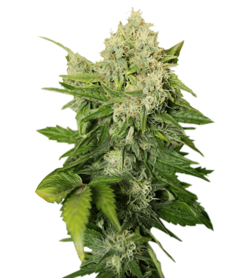 Leap Farms - Juana Kookie