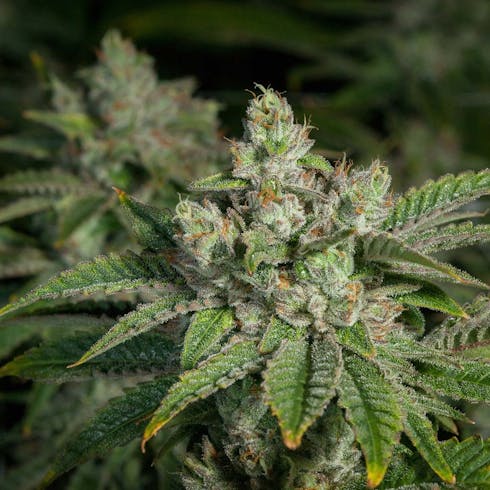 Swamp Dog #10 (70/30 Indica)