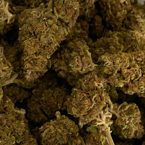 Wesley's Wish (East Fork Cultivar) **limited quantity*