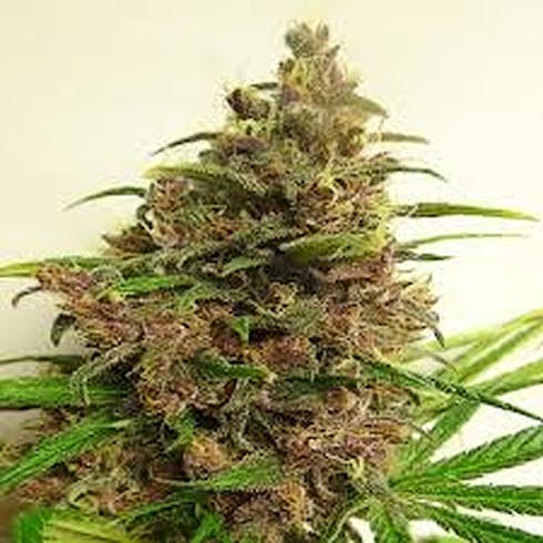 Diamond - Chem Kesey
