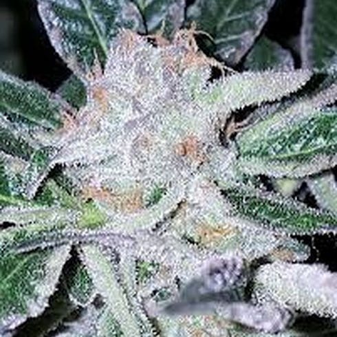 Brandywine (80/20 Indica) (1/8 OZ Only)
