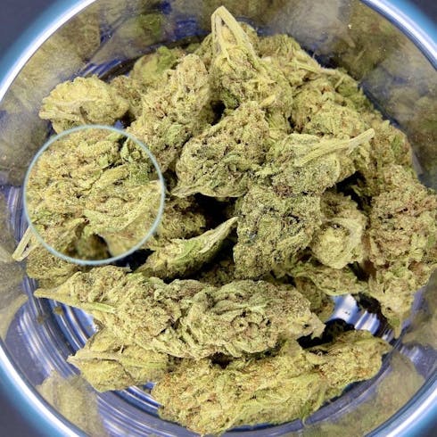 Yeti OG