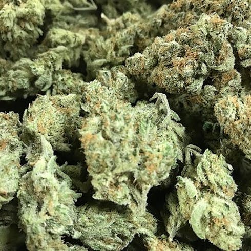 Romie by HPRC Cultivation