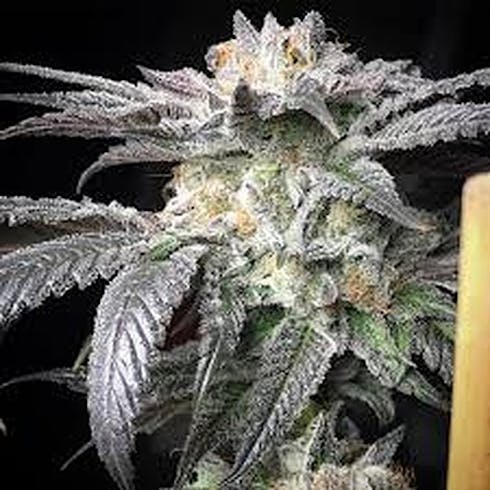 Black Banana F2 #11 (50/50 Hybrid)