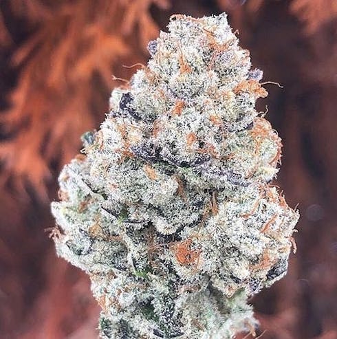 (20% OFF Under the Oz) $150 Oz - Big Block (Burk Brothers)