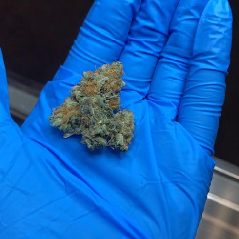 Blueberry Gelato