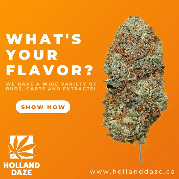 Holland Daze - Scarborough