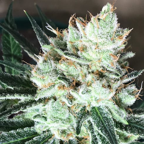 Lilac Diesel (Sativa)