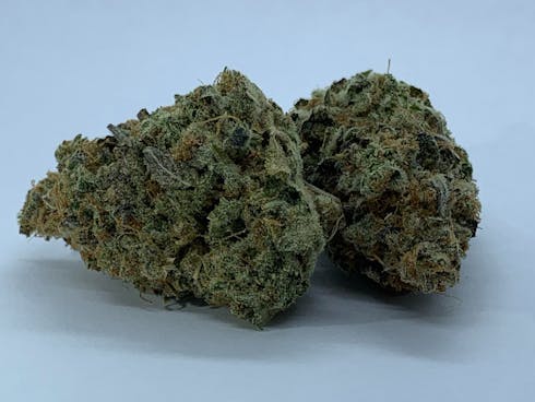 Mimosa