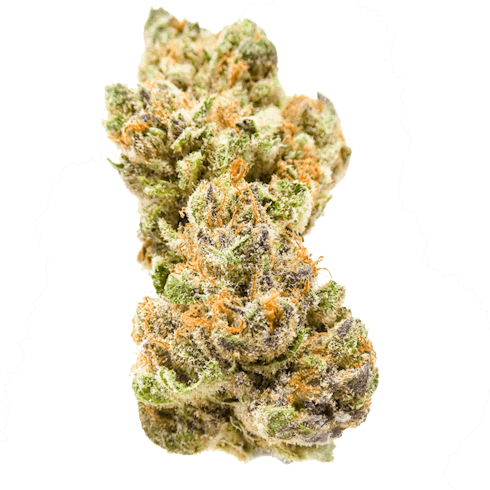 Mimosa #3
