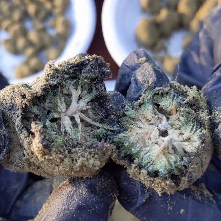 OregonHempFlower.org - Texas (online shop only)
