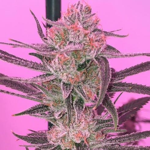 Tangie by Maine Grown
